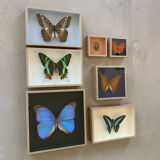 Butterfly naturalized iridescent under glass 16x16cm