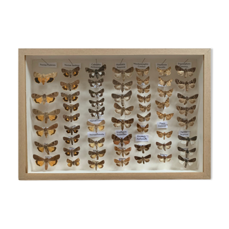 Butterflies stuffed under glass frame