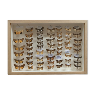 Papillons naturalisés sous cadre verre