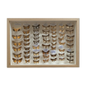 Papillons naturalisés sous cadre verre