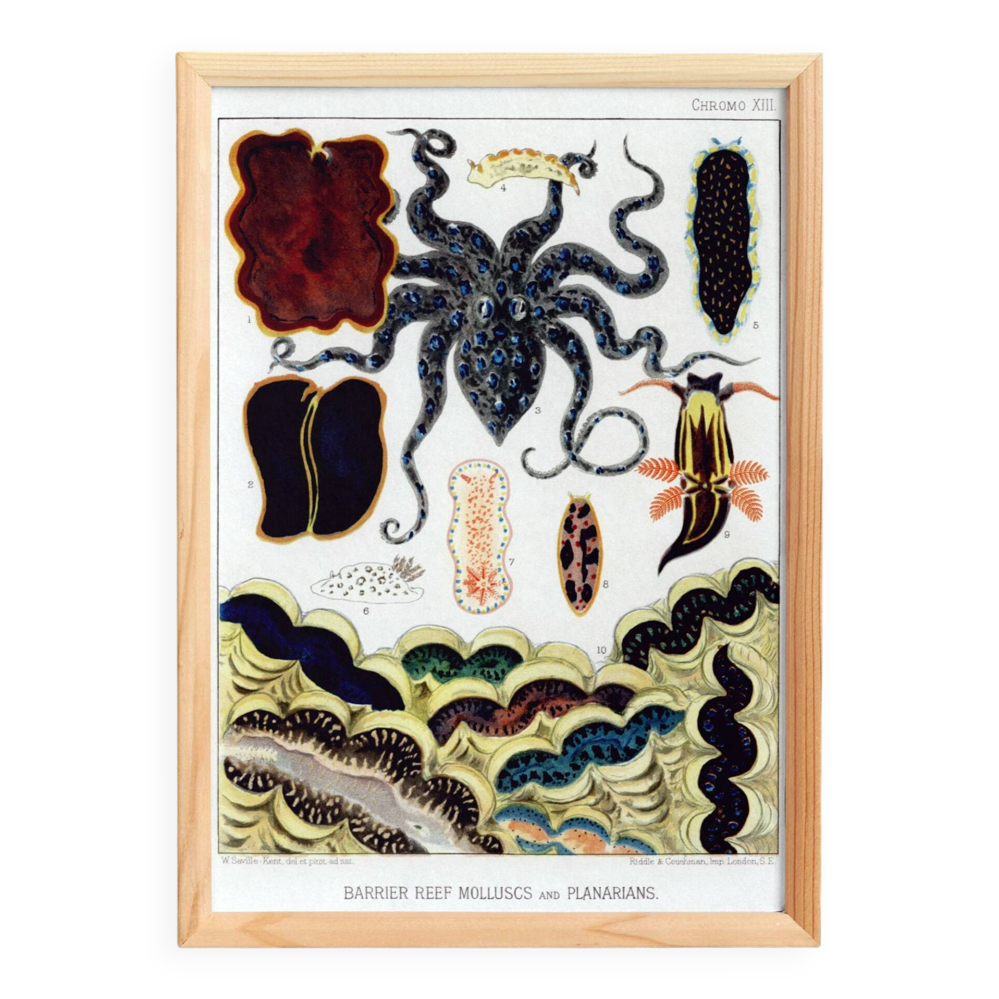 Affiche sur les mollusques et planaires, 1893