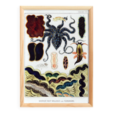 Affiche sur les mollusques et planaires, 1893