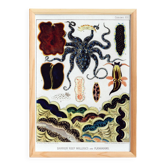 Poster about molluscs and planarians, 1893