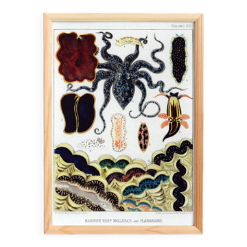 Poster about molluscs and planarians, 1893