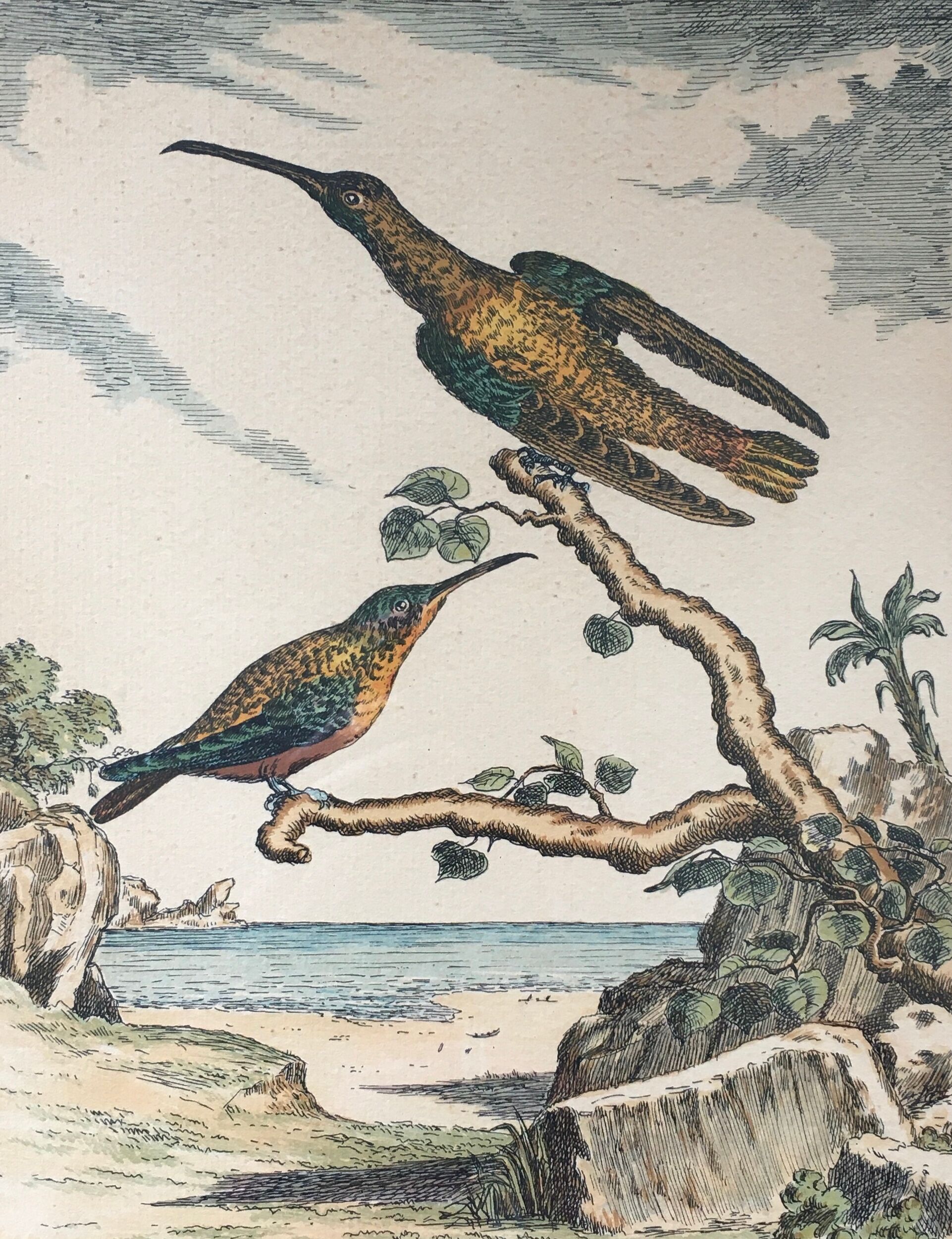Illustration of hummingbirds.