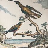 Illustration les colibris