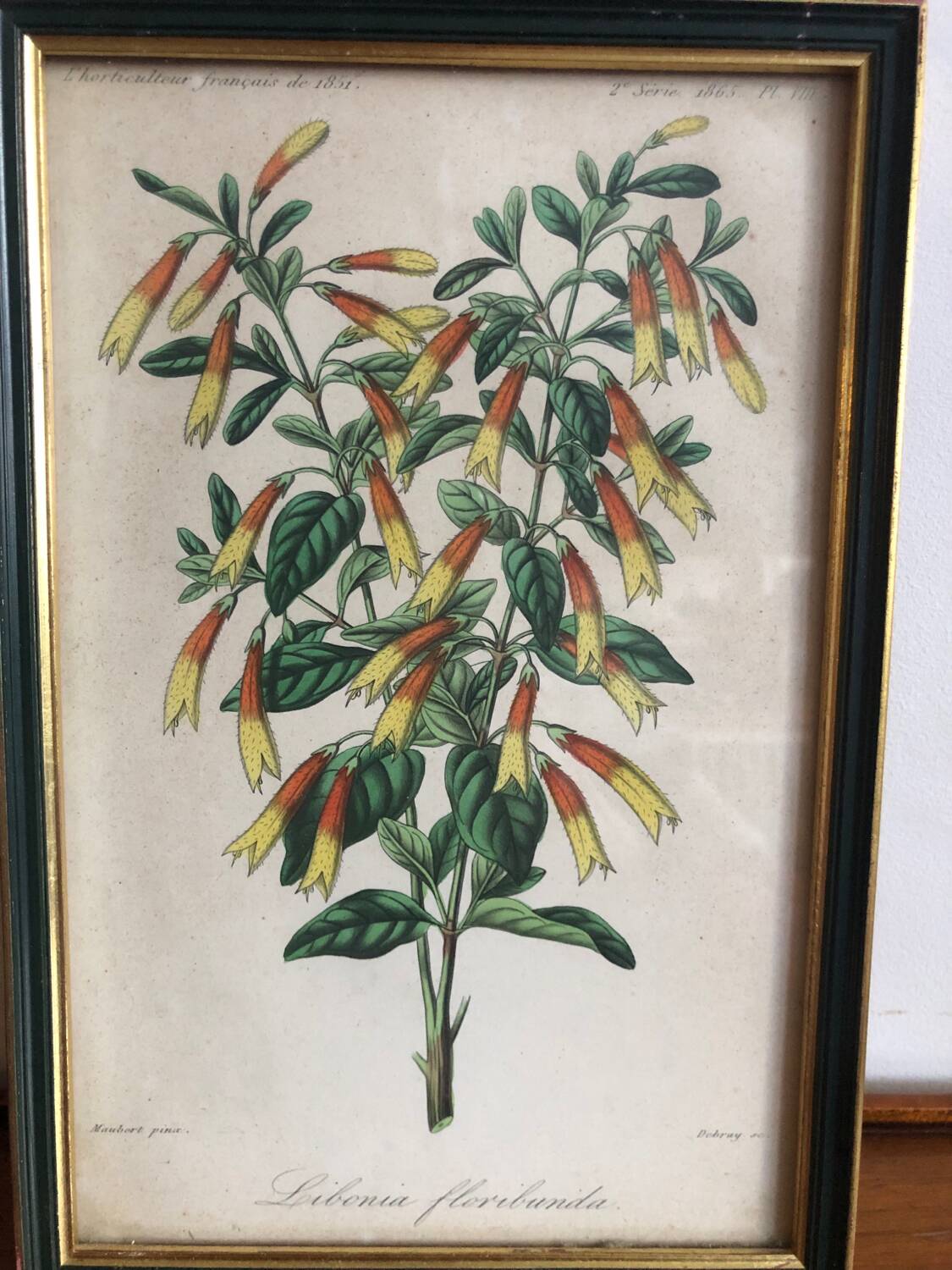 Vintage botanical illustration