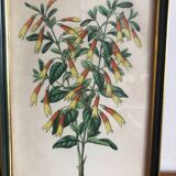 Vintage botanical illustration