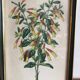Illustration vintage de botanique