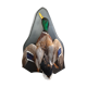 Taxidermie canard col vert