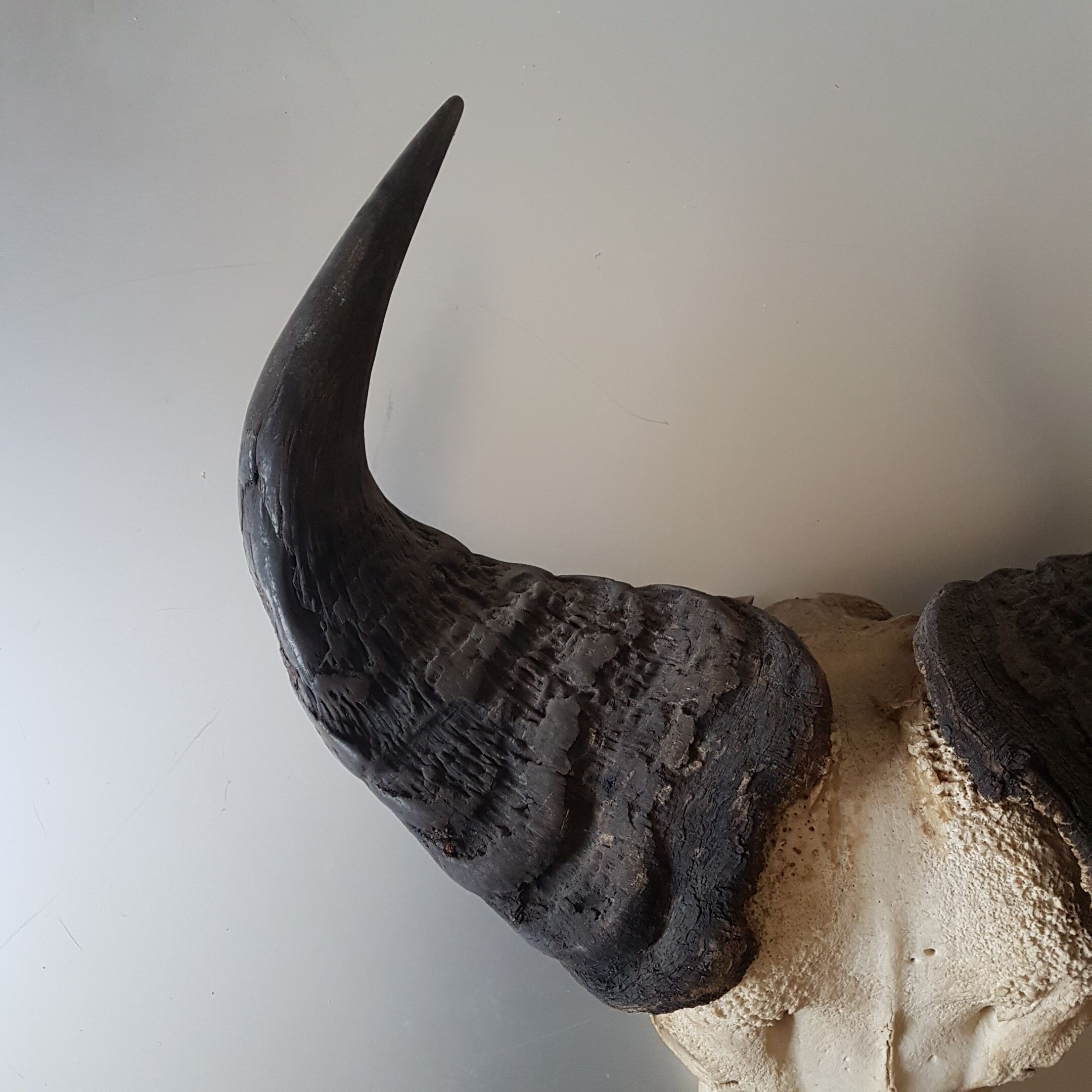 Crane buffalo taxidermy massacre