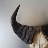 Crane buffalo taxidermy massacre