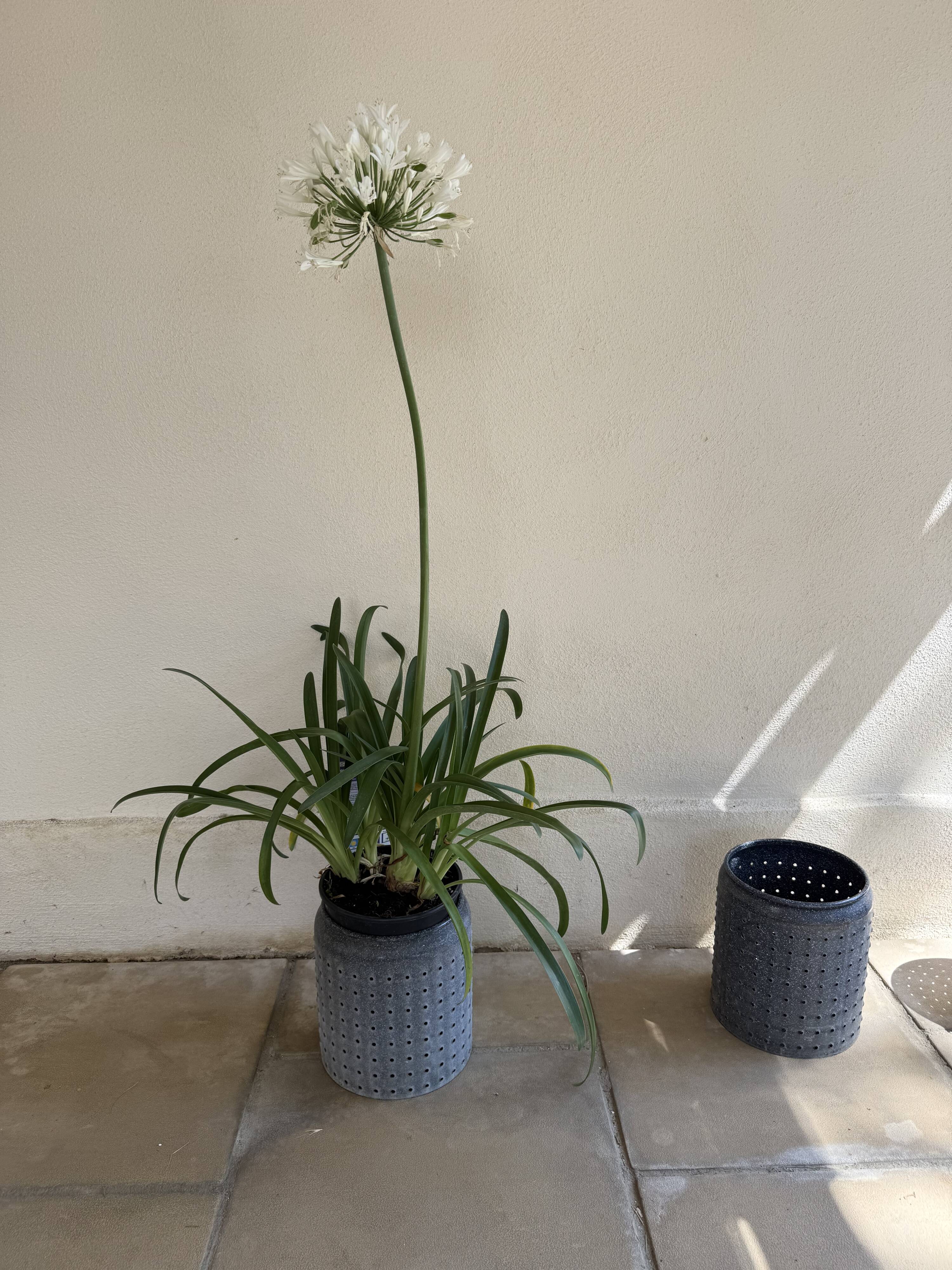 Vintage perforated enamelled sheet metal planter, 50s design