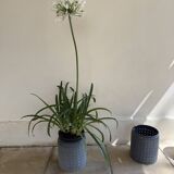 Vintage perforated enamelled sheet metal planter, 50s design