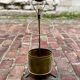 Brass umbrella stand by Mathieu Matégot, 1950s