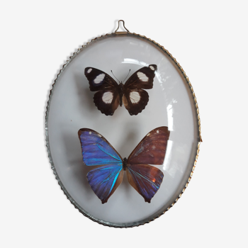 Butterflies naturalized oval frame, morpho