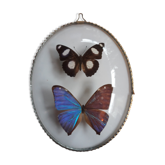 Papillons naturalisés cadre ovale, morpho
