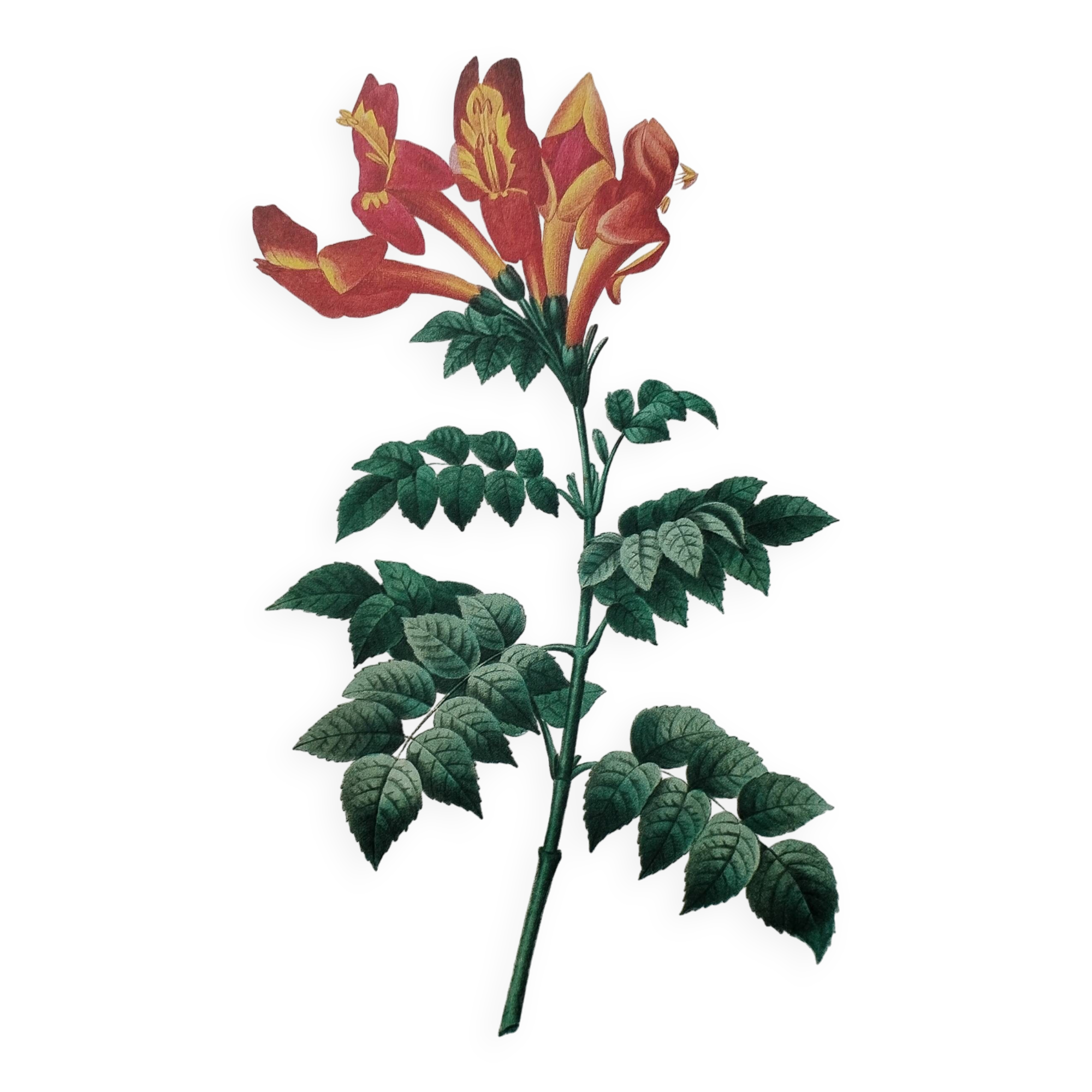 Original illustrated plate Bignone du Cap