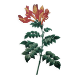 Original illustrated plate Bignone du Cap