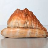 Red Helmet Shell or Bull's Mouth Helmet (Cypraecassis rufa)