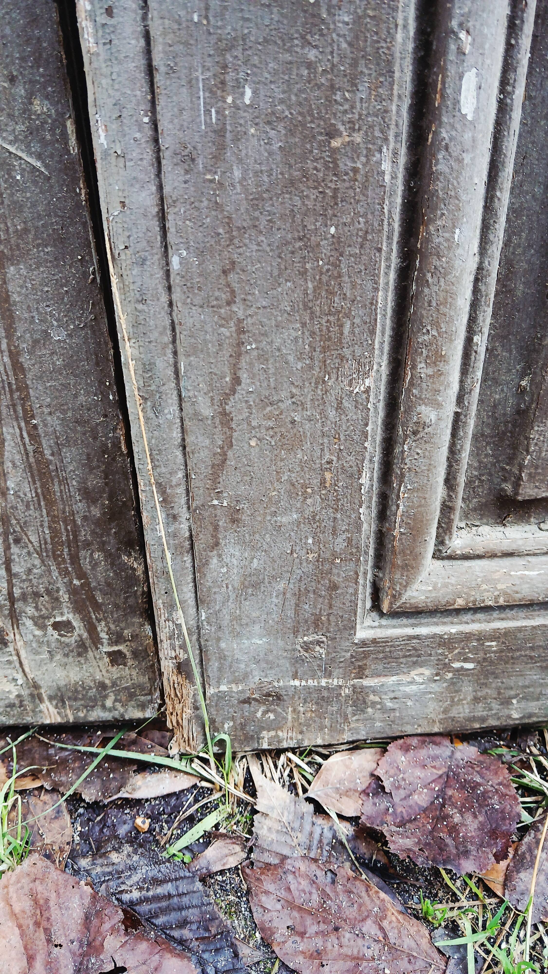 Pair of old cupboard doors