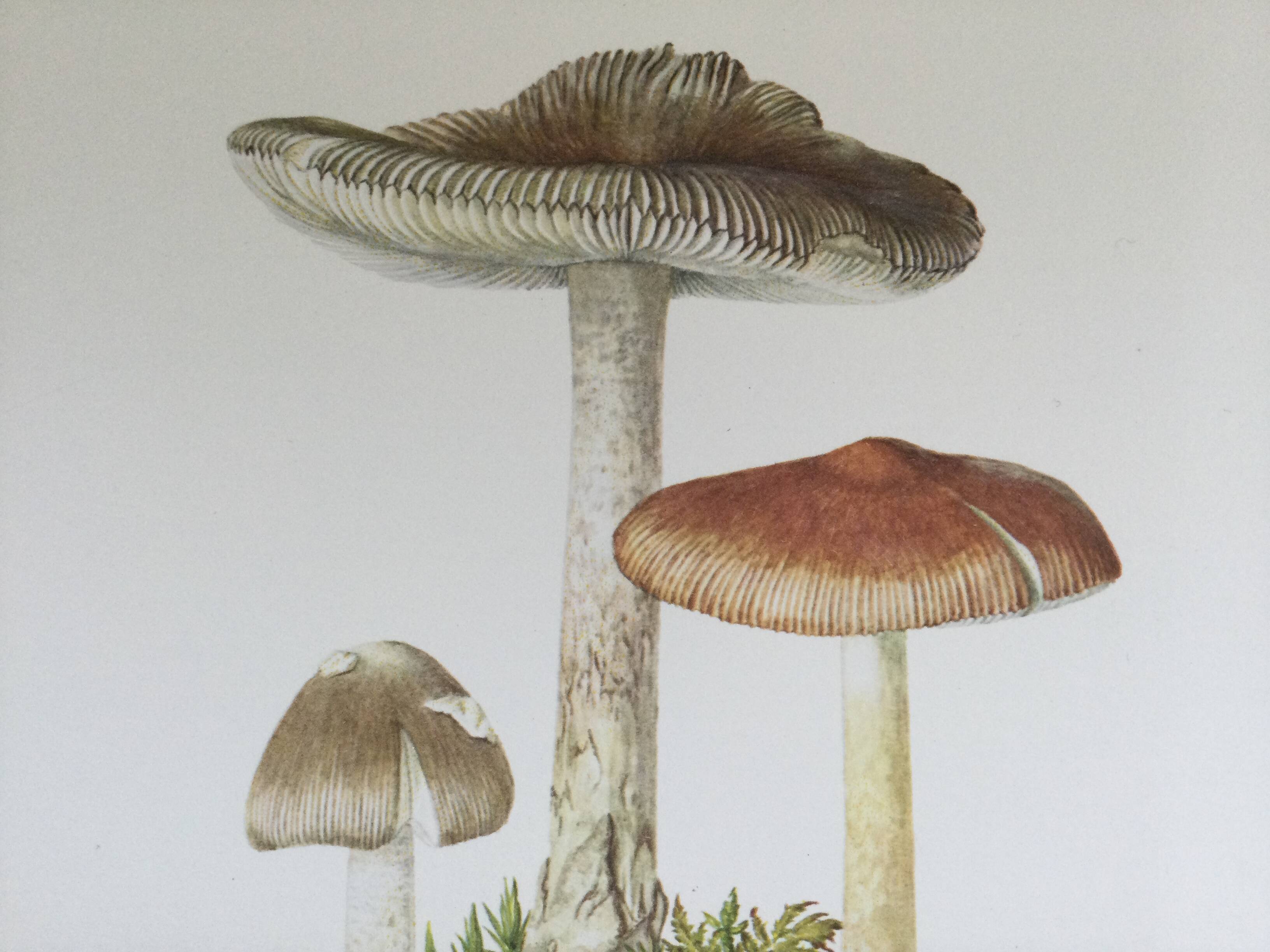 Botanical illustration "mushrooms", 1960s