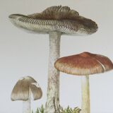 Botanical illustration "mushrooms", 1960s