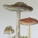 Illustration botanique "champignons", années 60