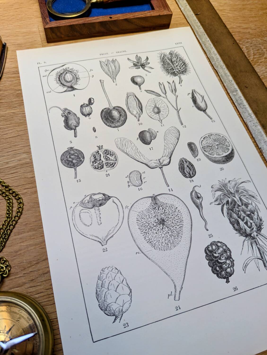 Printed in 1889, fruits and seeds. Antique botanical plate.