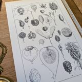 Printed in 1889, fruits and seeds. Antique botanical plate.