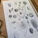 Printed in 1889, fruits and seeds. Antique botanical plate.