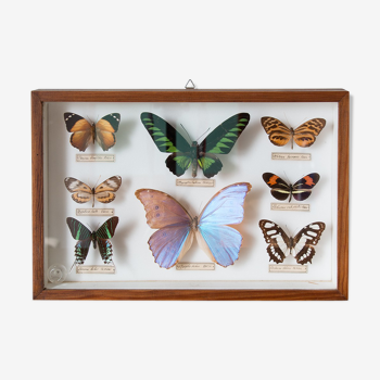 Collection de papillons