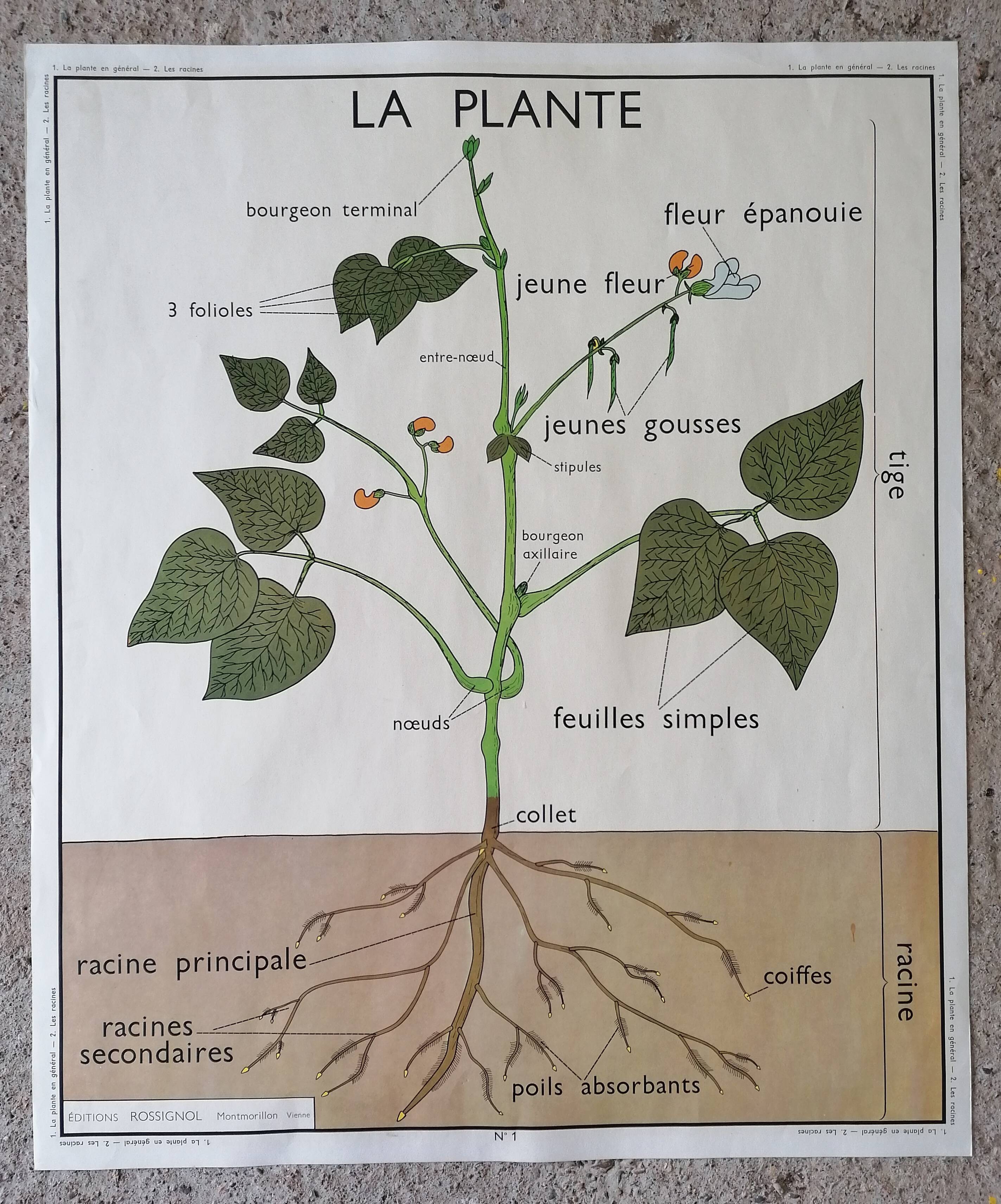 Old Rossignol educational poster: La Plante & Les Racines.