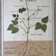 Old Rossignol educational poster: La Plante & Les Racines.