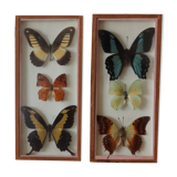 Deux cadres papillons naturalisés
