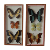 Deux cadres papillons naturalisés