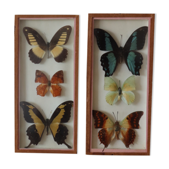 Two naturalized butterfly frames