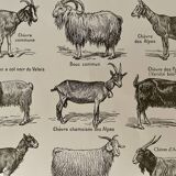 Lithograph on goats - 1920