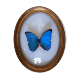 Papillon encadré morpho cadre ovale bombé bois doré