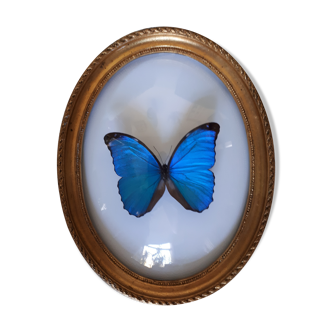 Papillon encadré morpho cadre ovale bombé bois doré