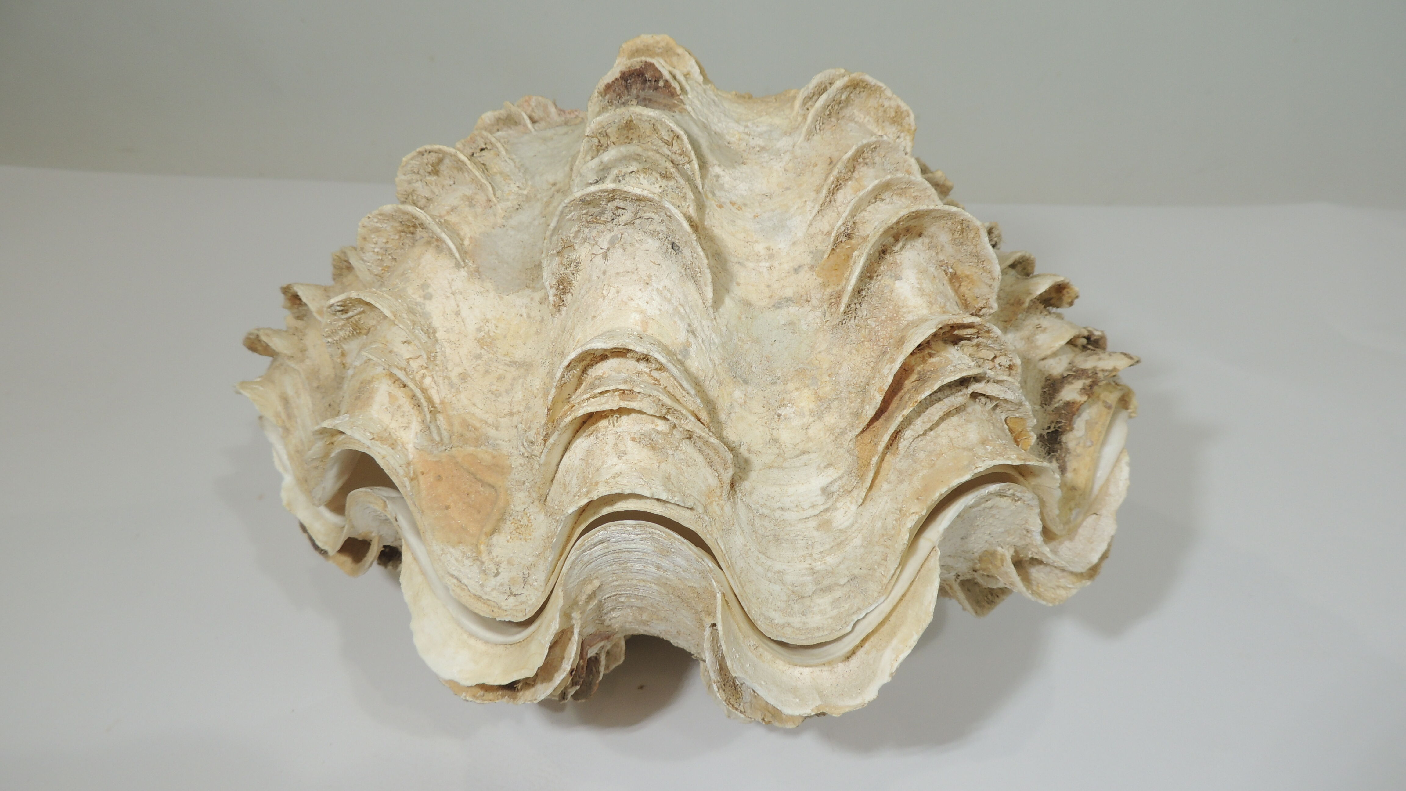Clamshell geant/clam/Collectible shell/aquarium