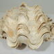 Clamshell geant/clam/Collectible shell/aquarium
