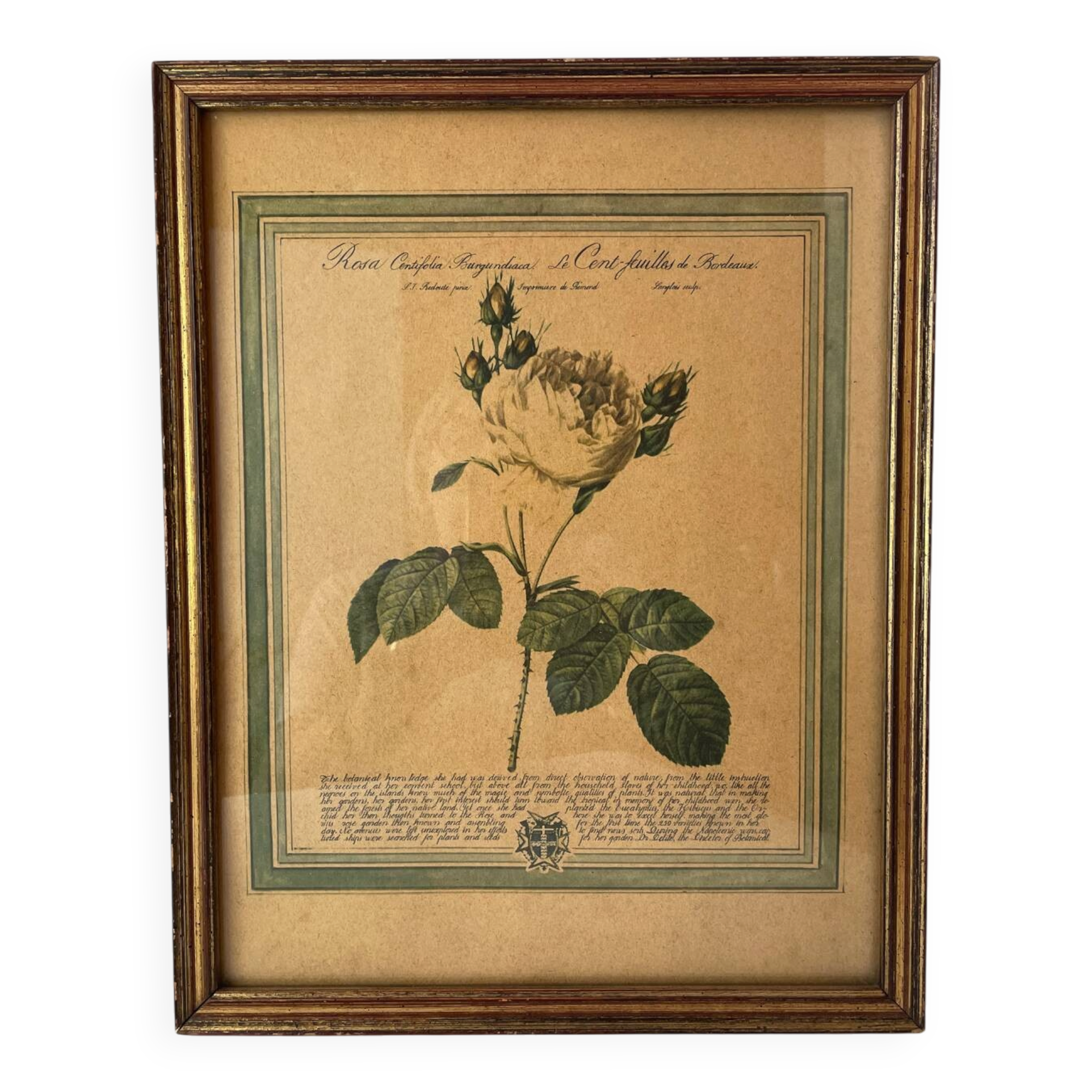 Botanical poster PJ Redoute