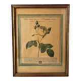 Botanical poster PJ Redoute