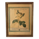 Botanical poster PJ Redoute