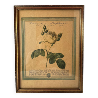 Botanical poster PJ Redoute