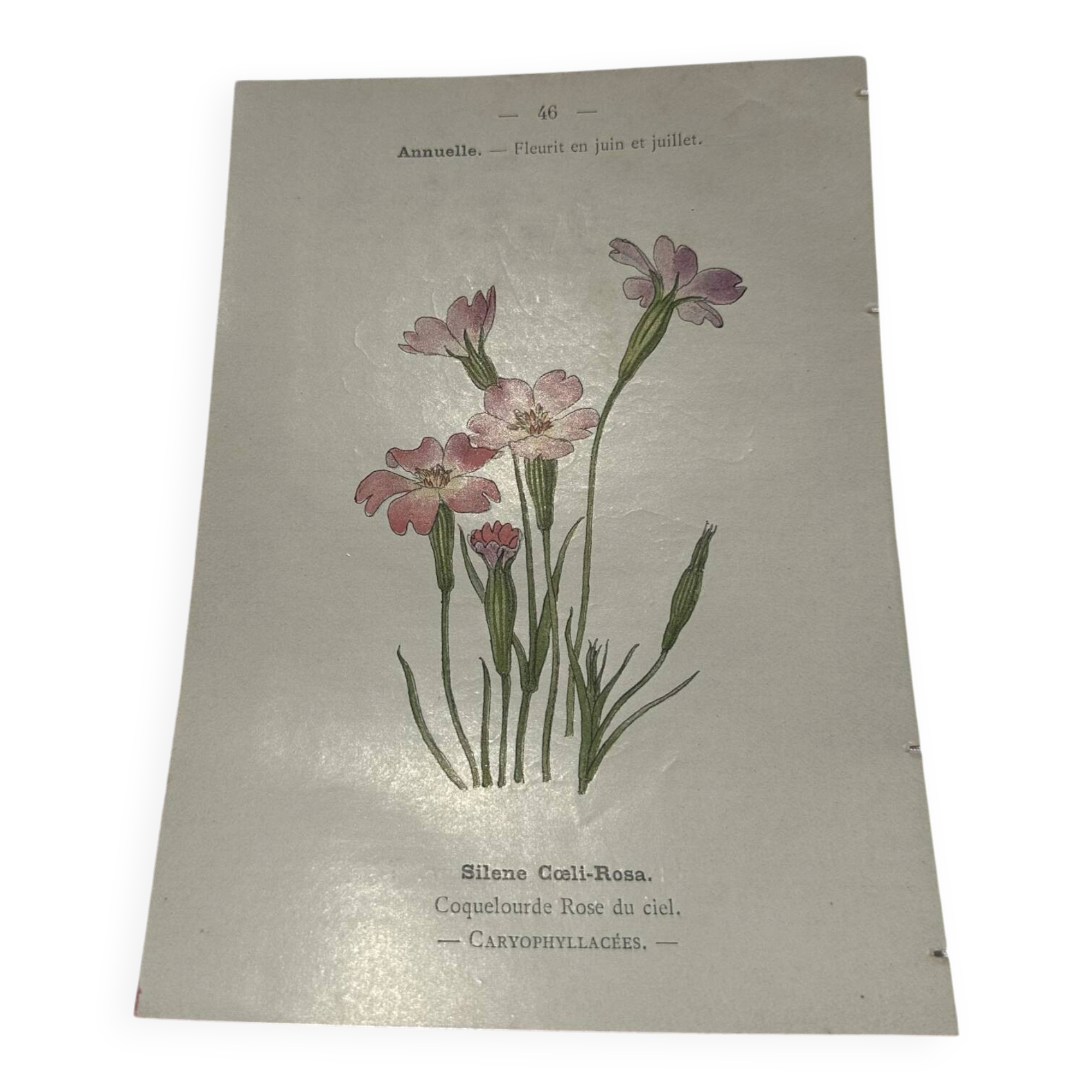 Planche botanique dessin fleur France 19eme