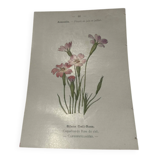 Planche botanique dessin fleur France 19eme