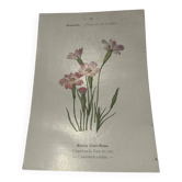 Botanical plate drawing flower France 19th century