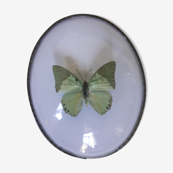 Framed green butterfly bulging oval frame
